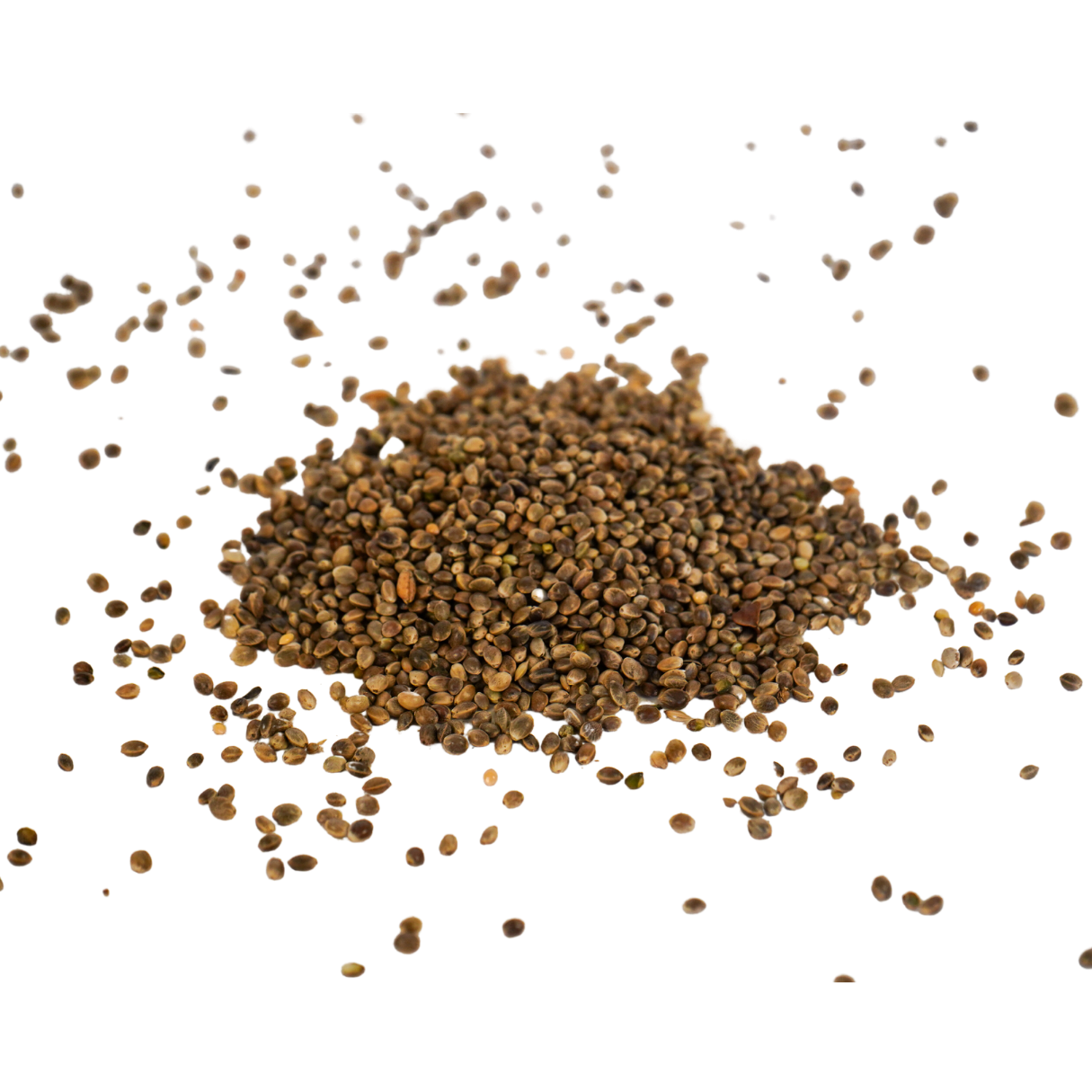 Schröder Premium Hanf (Saat/Samen) 1 kg