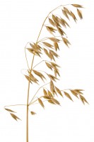 Haferflocken 25 kg Haferflocken 25 kg